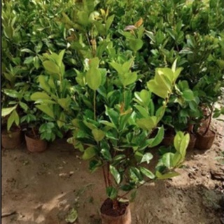 Cây cherry Brazil choai cao 80-90 cm (ảnh chụp thật tại vườn) .