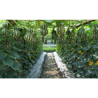 Hạt Giống Bí Hạt Đậu , Năng xuất cao, kháng sâu bệnh tốt , phát triển khoẻ - 10 hạt