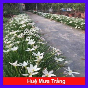 Cây huệ mưa (trắng) - cây cảnh sân vườn