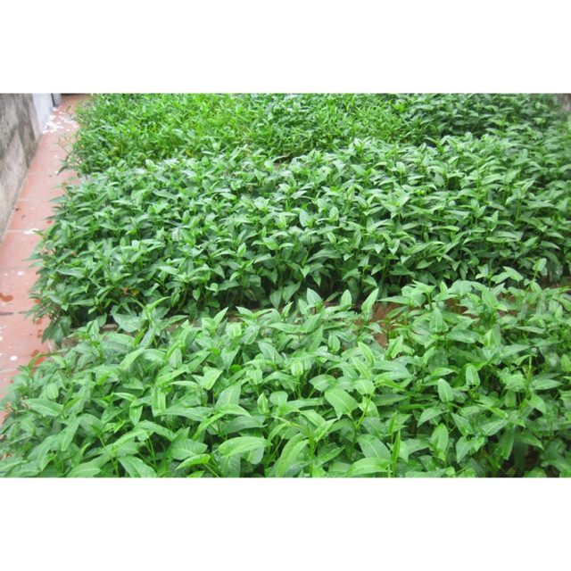 Cây rau muống giống ( rau muống tía) 50 cây | Shopee Việt Nam