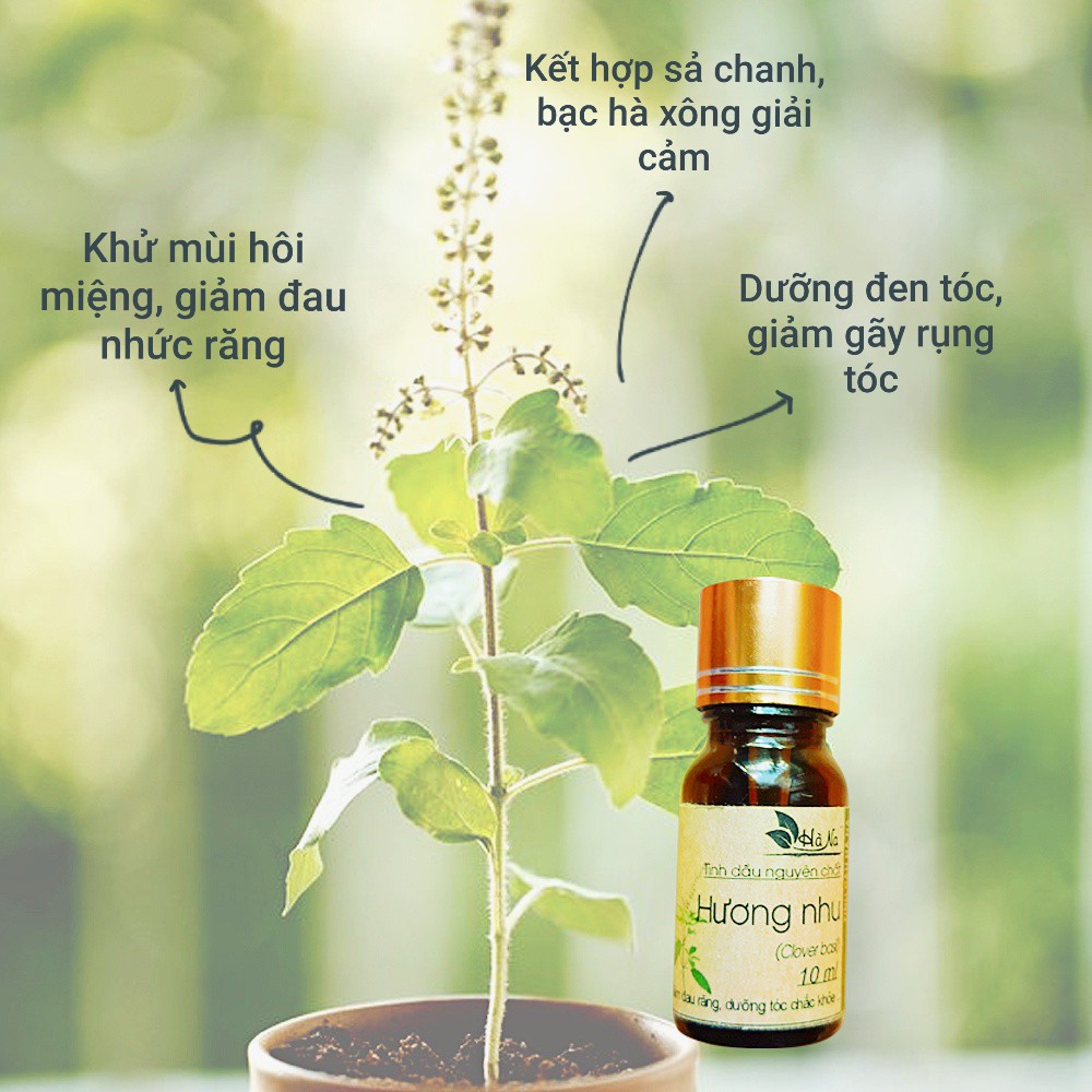 Tinh Dầu Hương Nhu