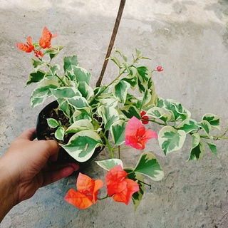 Cây hoa giấy cẩm thạch (màu cam) - cây cảnh để bàn