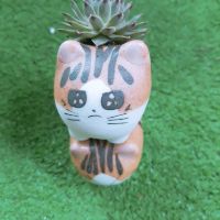 Chậu sứ sen đá mèo xinh