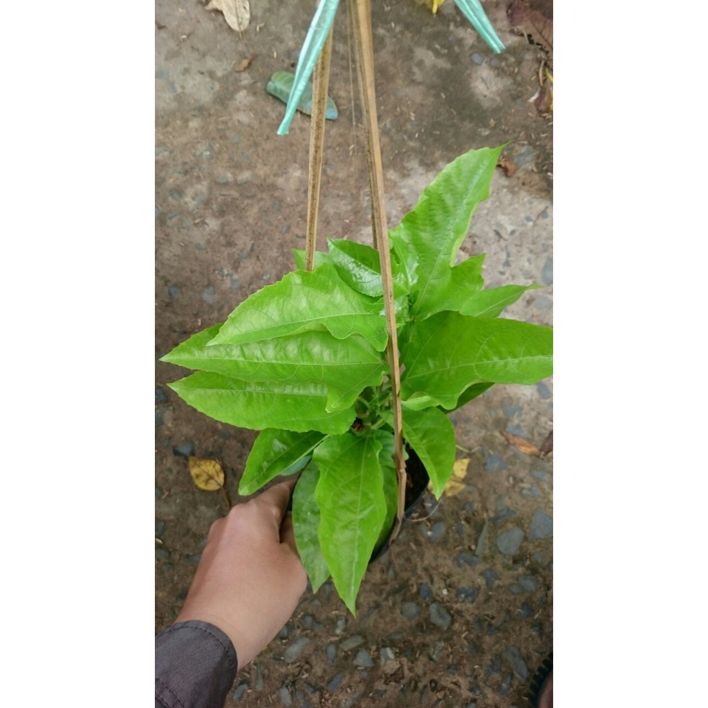 Chanh dây tím ( chanh leo )