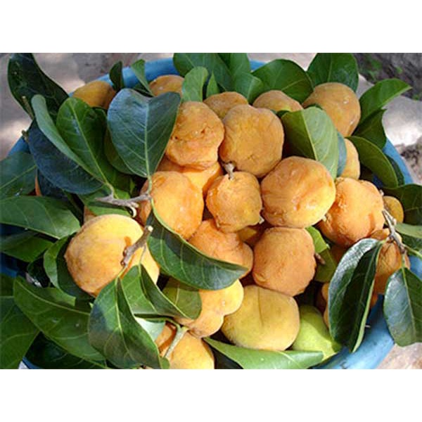 H t Gi ng C y Chay Artocarpus Tonkinensis CT574 G i 10 H t Chhgt 
