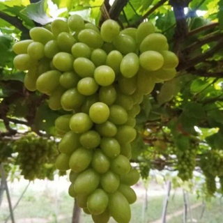 Cây nho xanh White Malaga - cây ăn quả