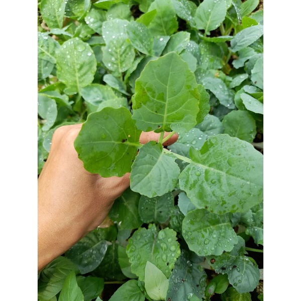 Cây giống rau cải rổ ươm vỉ như hình, giao hỏa tốc tại tp hcm | Shopee ...