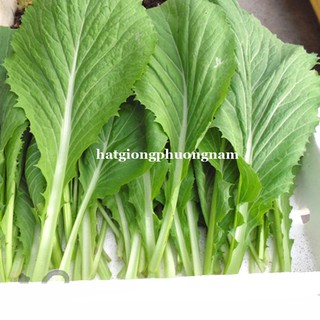 1 Kg - Hạt Giống Cải Xanh Phương Nam