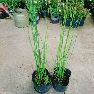 Cây Thiền Trúc (Trúc không lá) - cây cảnh sân vườn