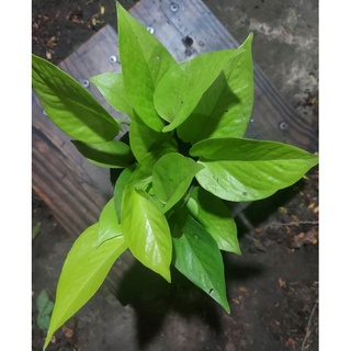 Trầu bà lá vàng cắt cành hoặc bầu đất