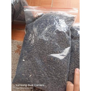[1 LẠNG ] HẠT GIỐNG HOA HƯỚNG DƯƠNG LÙN NẢY MẦM TRÊN 90%