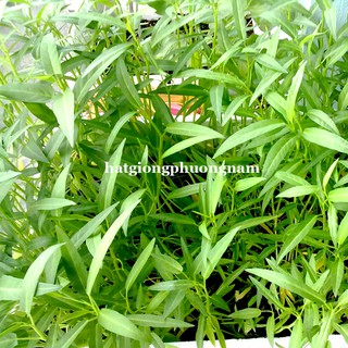 Hạt Giống Mầm Rau Muống Phương Nam