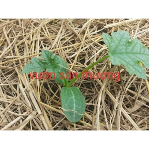 100g Rơm Rạ Khô, Dùng Che cho Cây, Tạo Mùn Cho đất, Trang Trí Tiểu Cảnh, Chụp Hình