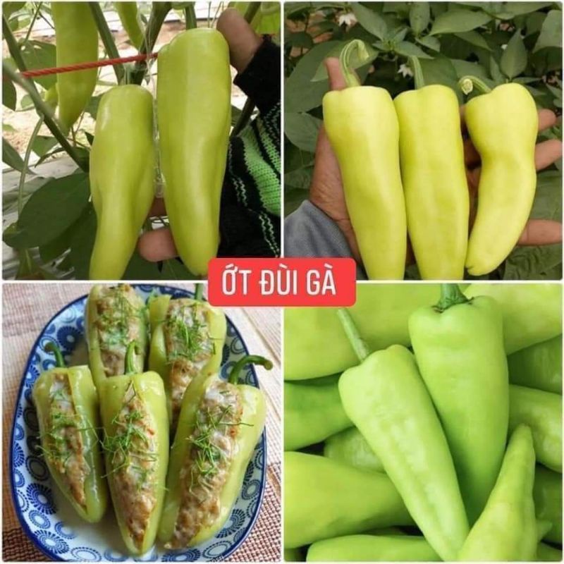 20 Hạt Giống Ớt Ngọt Đùi Gà Nhập Khẩu 🍄🤗 SIÊU NẢY MẦM🤗🌹 năng suất cao