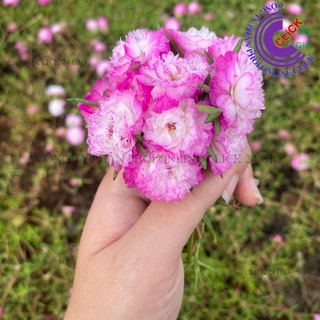 [NỞ CẢ NGÀY] Hoa Mười Giờ Thái Kép MÀU TRẮNG VIỀN TÍM MỚI Cành Giống Tơ Khỏe