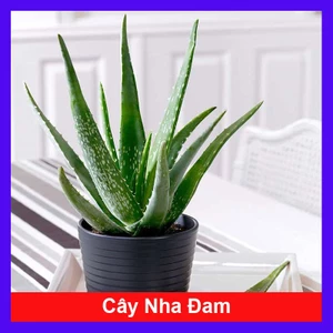 Cây Nha Đam - Cây cảnh sân vườn