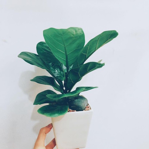 Cây Bàng Singapore - Cây cảnh sân vườn