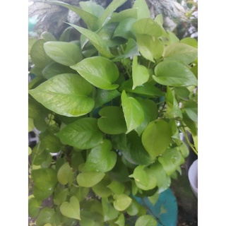 Trầu bà lá vàng cắt cành hoặc bầu đất