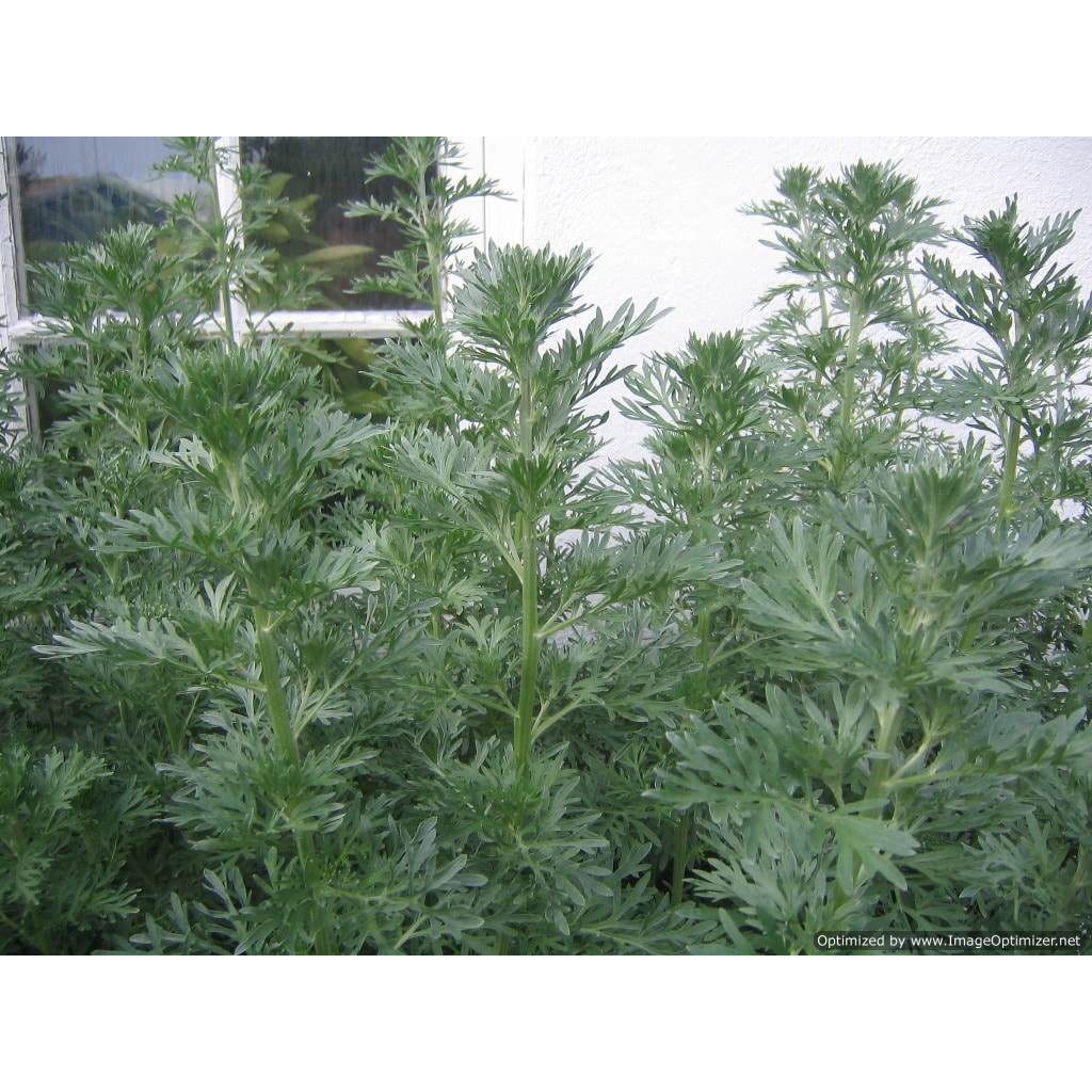 Ngải cứu khô thượng hạng JINDO 1kg giúp hỗ trợ kinh nguyệt không đều, đau bụng