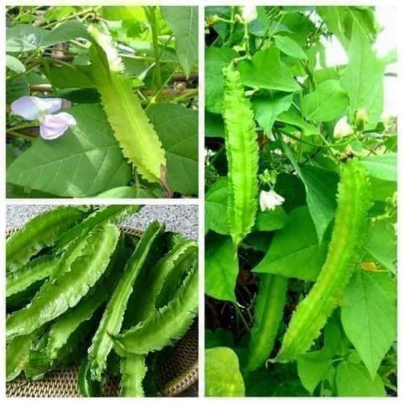 10gam hạt giống đậu rồng, đậu khế f1 Tứ Quý💥 Siêu Quả💥 chất lượng cao