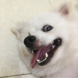 pvbbor4_g4