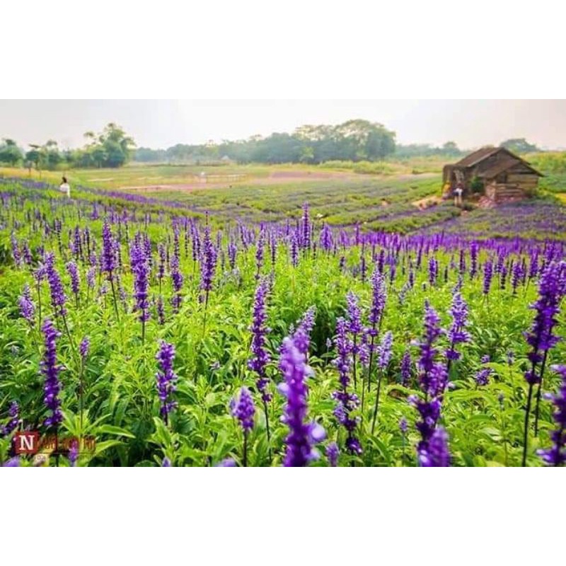 200 hạt giống hoa nữ hoàng xanh ❤️❤️Đẹp Lạ❤️❤️ nảy mầm cực đỉnh