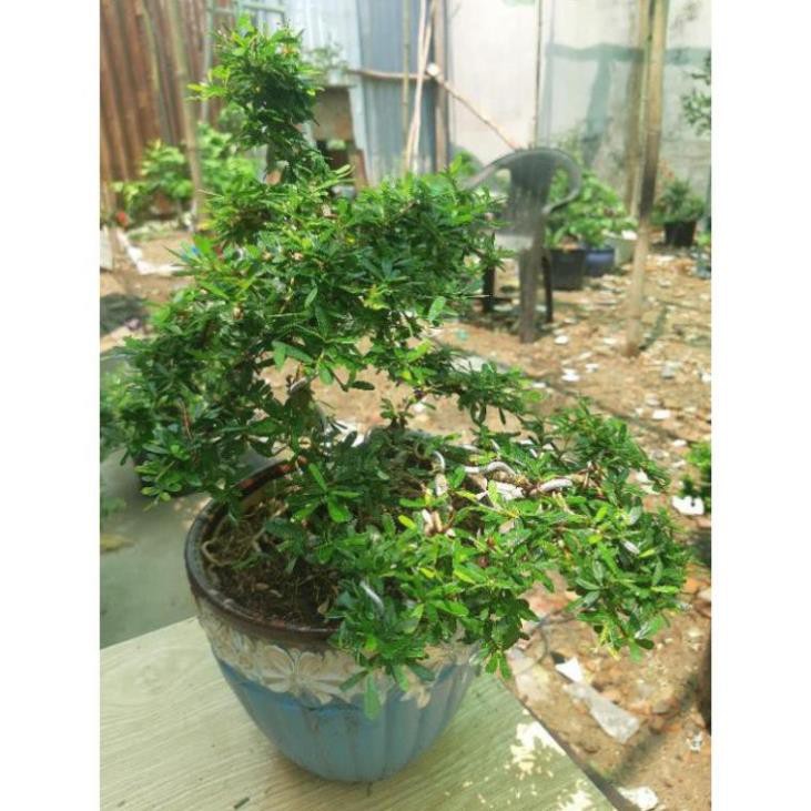 linh sam bonsai mini TẶNG CHẬU | Shopee Việt Nam