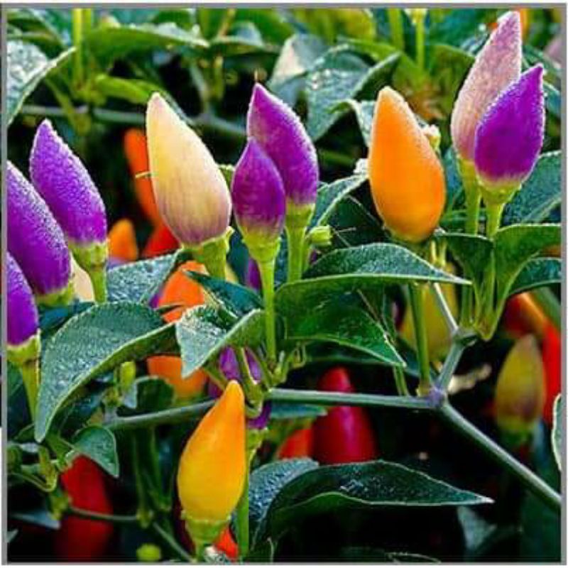💯💥 30 HẠT GIỐNG ỚT KIỂNG NGŨ SẮC, VỪA LÀM KIỂNG VỪA ĂN CỰC THÍCH, 💞SIÊU NẢY MẦM
