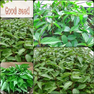 Hạt Giống Rau Đay Đỏ, dễ trồng, dễ chăm,sinh trưởng khoẻ - 20 gam