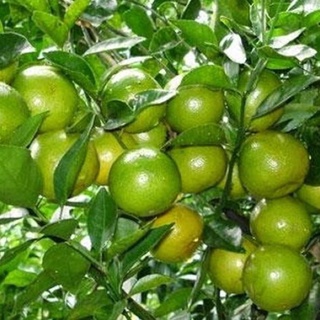 Cây giống chanh không hạt vỏ mỏng cho quả quanh năm .