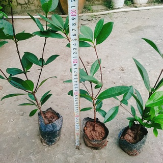 Cây Cherry Brazil - cây ăn quả