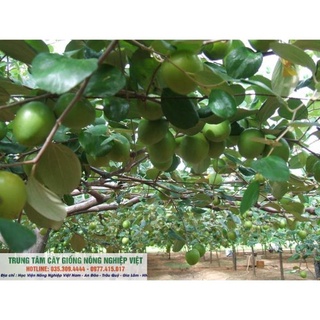 Cây Giống Táo Đại .