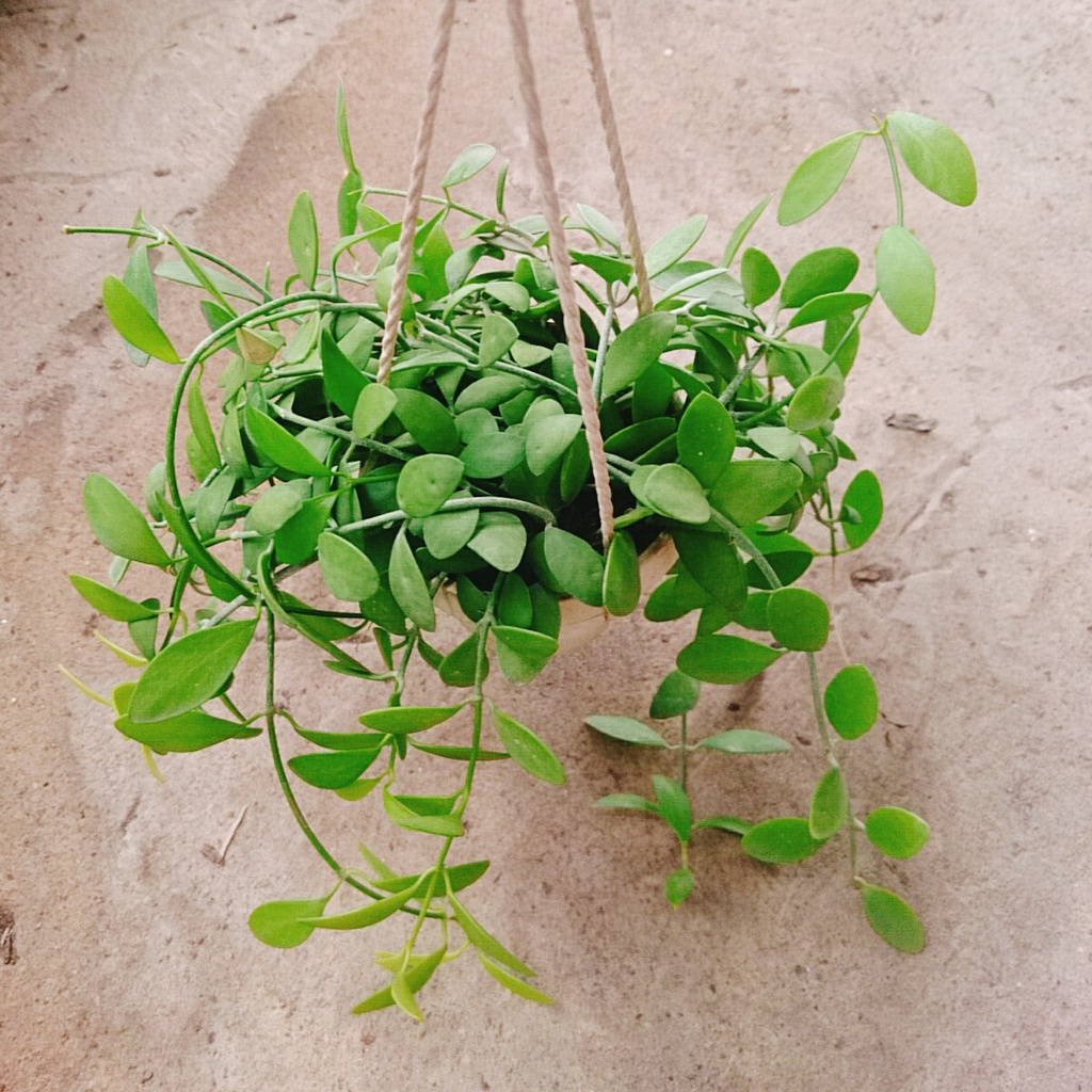 Cây lan đô la chậu treo, thân leo rủ rất nhanh, tươi tốt quanh năm, cây cảnh treo tường và ban công