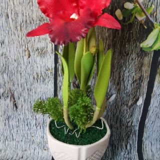 Gấn cánh hoa lan hoàng hậu (gân cứng 1 mặt)