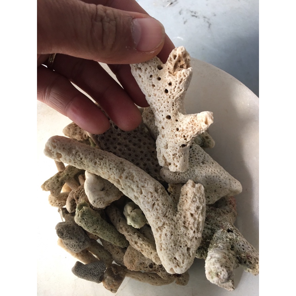 1kg San hô biển lọc nước và trang trí bể cá cảnh ,tiểu cảnh.