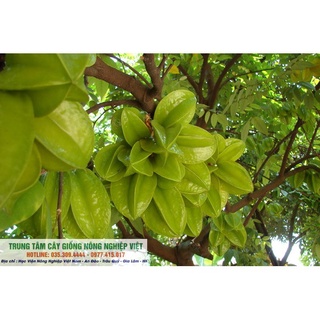 Cây Giống Khế Chua Rùng Mình .