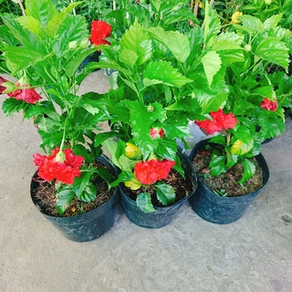 Cây Hoa Dâm Bụt cánh kép (Màu Đỏ) - cây cảnh trong nhà