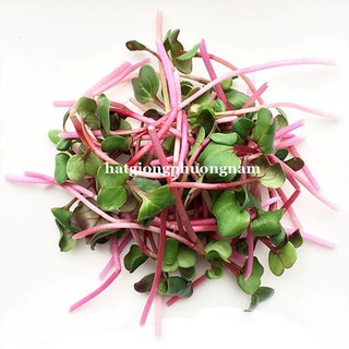 Hạt Giống Mầm Củ Cải Đỏ Phương Nam