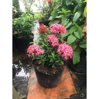 Mẫu Đơn Hồng Tím Sen ( bông trang hồng tím sen ) - Cây cảnh sân vườn