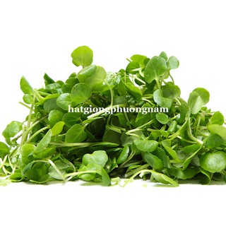 1 Kg - Hạt Giống Mầm Cải Ngọt Phương Nam