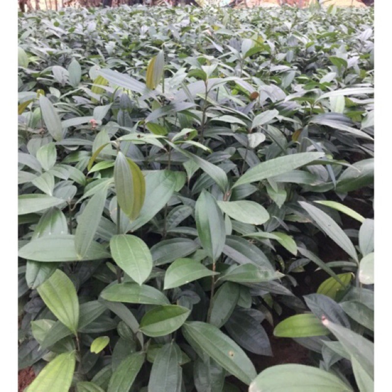 Cây quế giống (Loại cao 60-100cm)