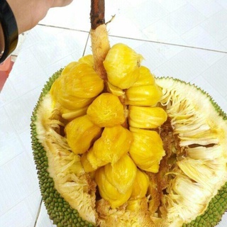 Cây Mít Tố Nữ .