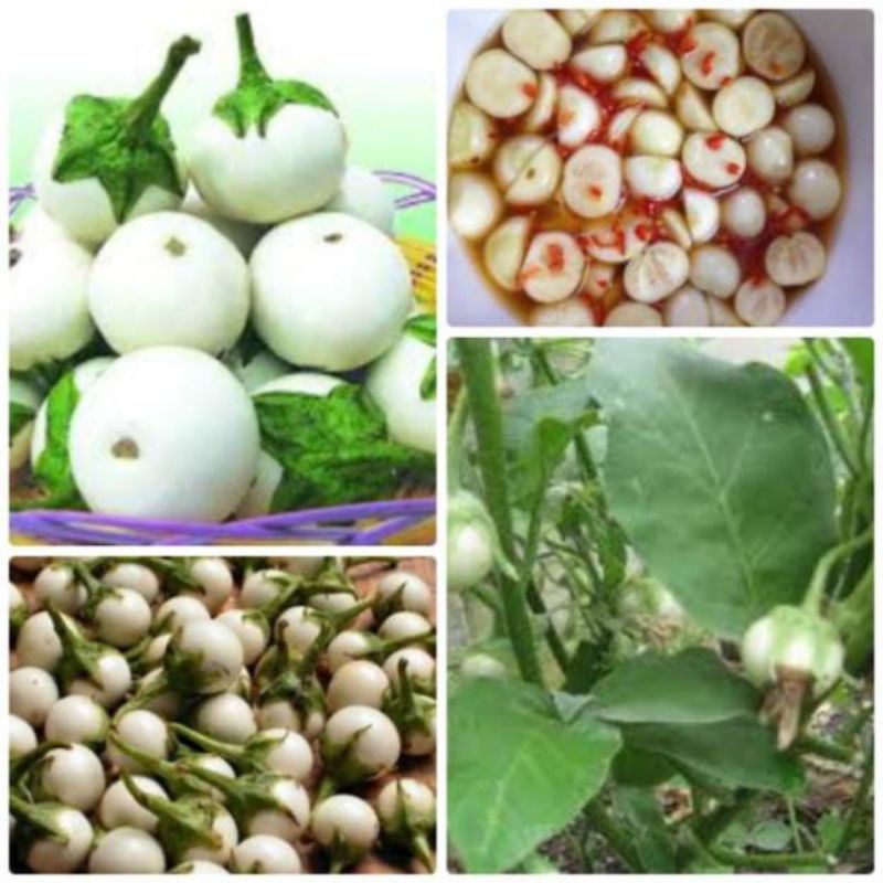 2gr hạt giống cà pháo trắng giòn 😍😍siêu quả@😍😍 chất lượng cao