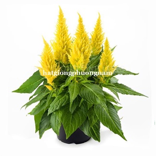 10 Hạt - Hạt Giống Hoa Mào Gà Lửa Vàng Lùn F1 Phương Nam