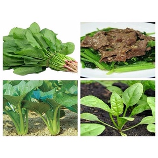 Hạt giống rau cải bó xôi .