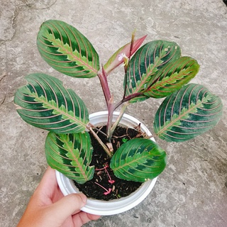 Cây Đuôi Công Xương Cá - cây cảnh để bàn