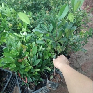 Cây cherry Brazil nhiệt đới dễ trồng chịu nhiệt tốt 1 năm ra quả .