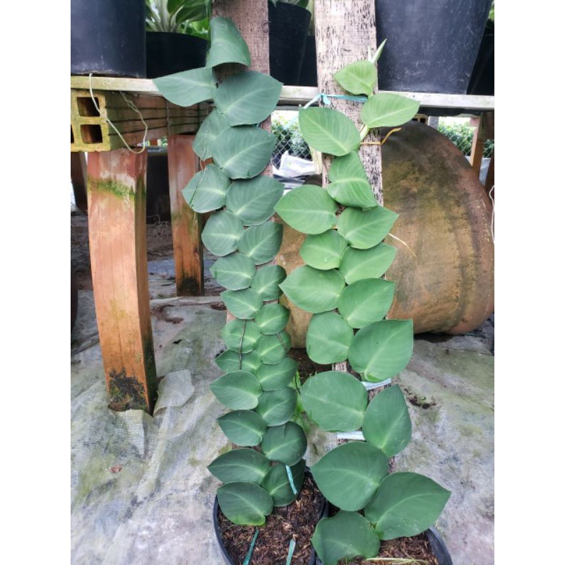 Tắc Kè Leo Tường | Shopee Việt Nam