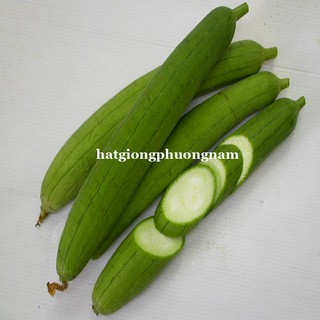 2 Gram - Hạt Giống Mướp Hương  Phương Nam
