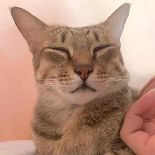 mailotomo